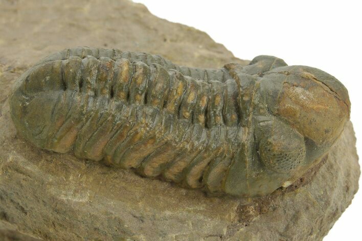 Prone Reedops Trilobite - Atchana, Morocco #376973